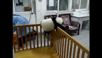 Панда отчаянно пытается сбежать из неволи