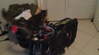 Кот проверяет колесо