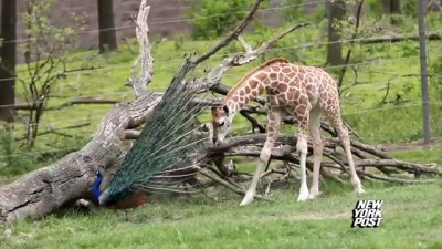 Giraffe and the peacock