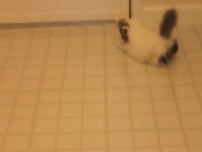 Кот играет со своим отражением на полу