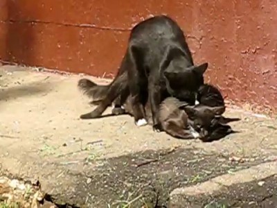 кошачья жизнь