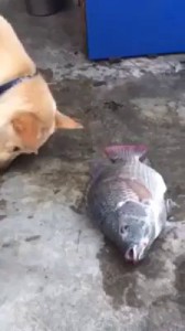 собак поит рыбу