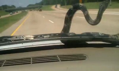 Змея на капоте