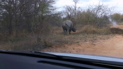 Носорог подрихтовал кузов