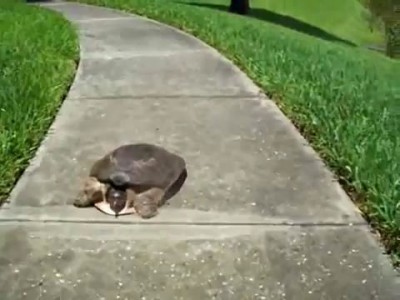 Скоростная черепаха