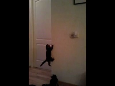 Котята лазают по стенам