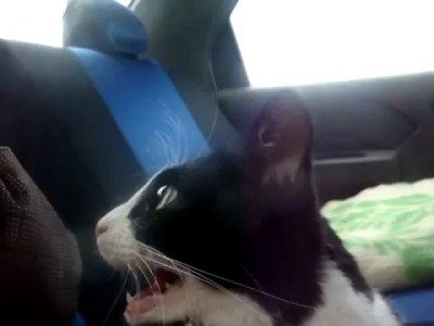 Кошка впервые едет в машине