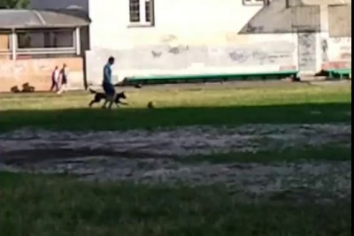 Собака играет в футбол. Dog plays football