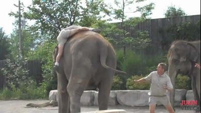 Как залезть на слона