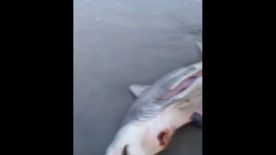 Мёртвой акуле сделали кесарево сечение выпустив детёныша