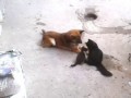 Кошка привела котят к своему старому другу