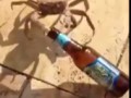 Alcoholic Crab Snags A Man's Beer