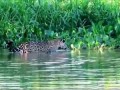 Watch Beautiful Jaguar Try to Grab a Capybara