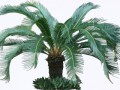 cycad02L