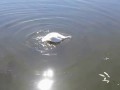 Два лебедя атаковали купавшегося в пруду!