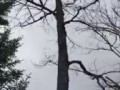 Медведь метко "отбомбился" с дерева