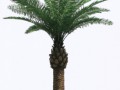 palm_tree_yapfiles