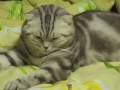 Смертельно сонная кошка