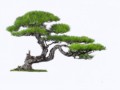294666_bonsai-png