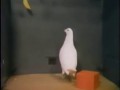 A Pigeon Solves the Classic Box-and-Banana Problem