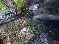 Германия отправила Украине первых леопардов