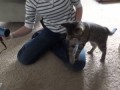 Oskar the Blind Kitten Versus Hair Dryer - Epic Cat Battle