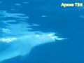 Дельфины пускают воздушные кольца