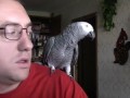 Говорящий попугай Гриша