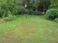 Слепая собака тоже играть с мячом