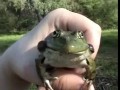 Разговорчивая лягушка | Crazy frog