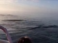Китовое представление