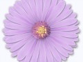 lilac flower