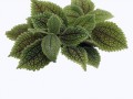 12_yapfiles.ru