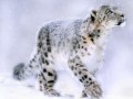 snow-leopard2