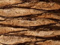 palm-tree-trunk-1370942201l0R