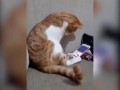 Увидевший погибшего хозяина кот растрогал пользователей Сети
