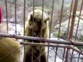 Медведь стесняется