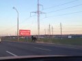 Конь прет по МКАД Минск