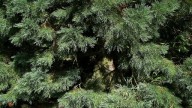 Sequoiadendron_giganteum_Marburg_006