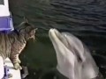 Котейка и дельфин. Мимимишность зашкаливает