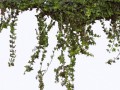 Ivy0062_4_L (1)