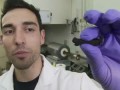 Nanotube sponge soaks up oil