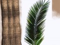 palma 1_zpstsovenqm