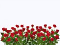 grass rosen 1