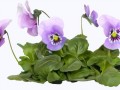 7252133_yapfiles.ru