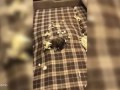 Raccoon Digs Hole In Owners Couch