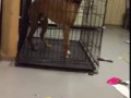Genius Dog Escapes Cage!