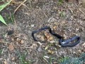 Timelapse of a Black Snake Eating a Rabbit