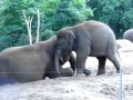 Слоненок катается на спине Мамы Слонихи