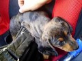 Любимый щенок таксы | Beloved dachshund puppy Sophie